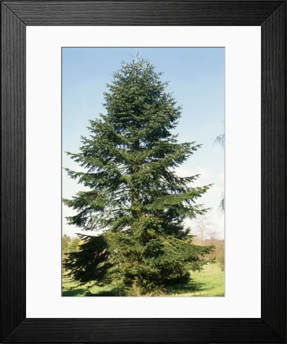 Framed Print : Caucasian / Nordmann Fir Framed Print : Caucasian / Nordmann Fir