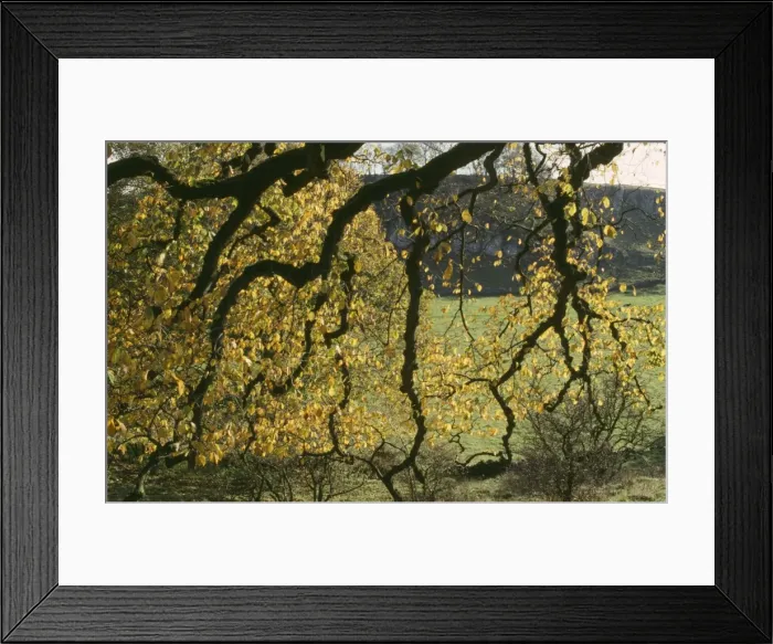 Framed Print : Wych Elm - autumn foliage Framed Print : Wych Elm - autumn foliage