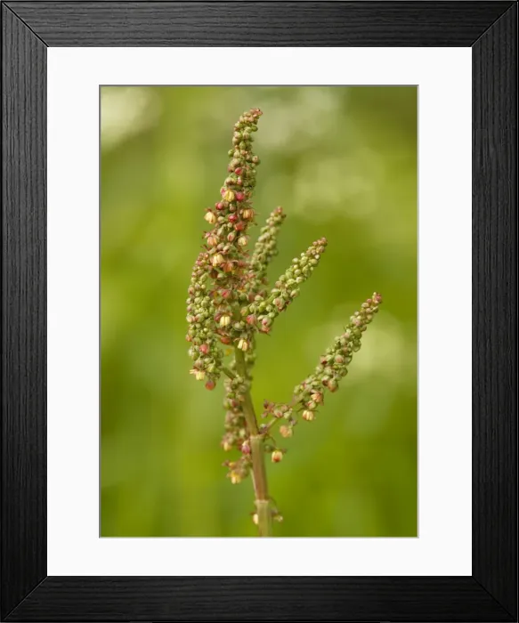 Framed Print : Common sorrel Framed Print : Common sorrel