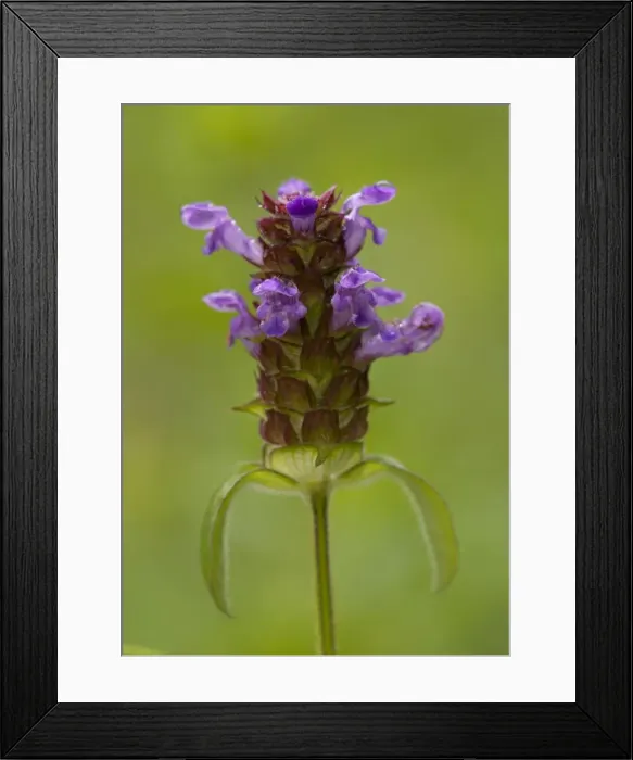 Framed Print : Common Selfheal Framed Print : Common Selfheal