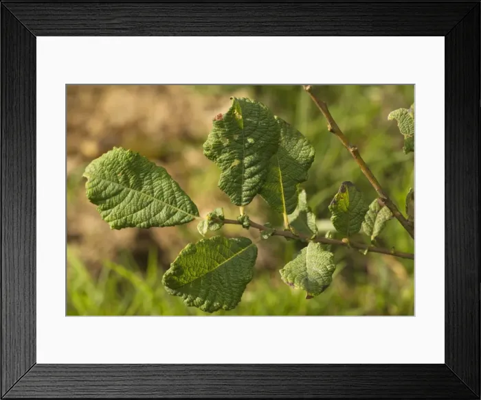 Framed Print : Eared Willow Framed Print : Eared Willow