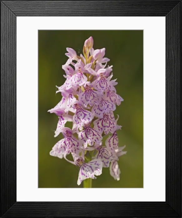 Framed Print : Heath Spotted-Orchid Framed Print : Heath Spotted-Orchid