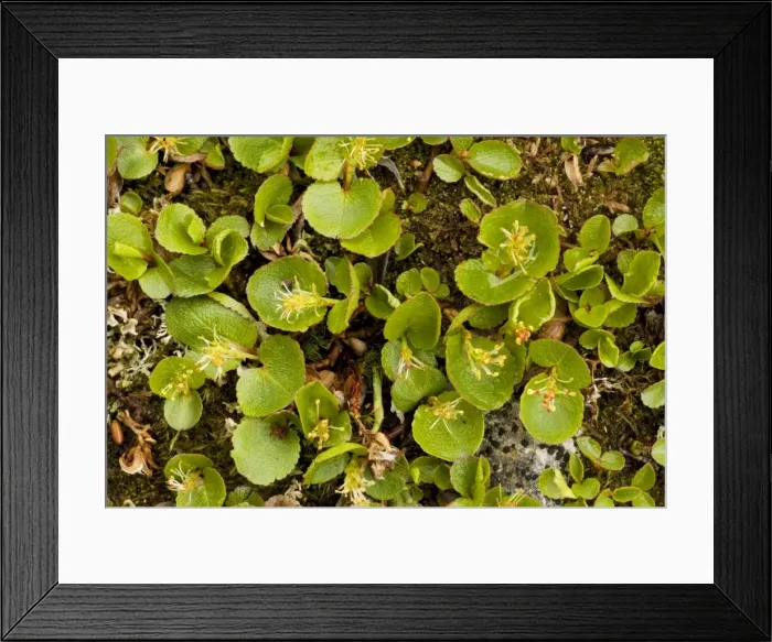 Framed Print : Dwarf Willow Framed Print : Dwarf Willow
