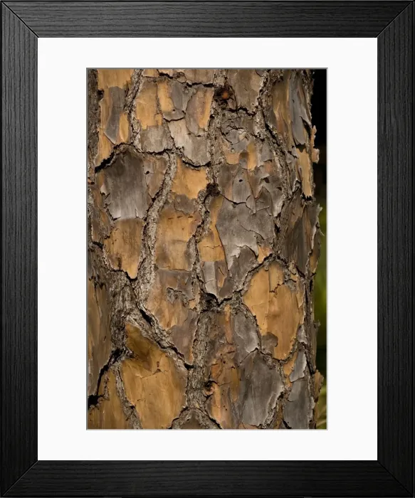 Framed Print : Bark of slash pine Framed Print : Bark of slash pine