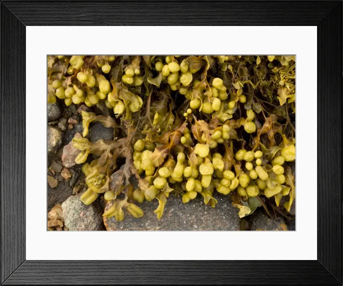 Framed Print : Spiral Wrack Seaweed Framed Print : Spiral Wrack Seaweed