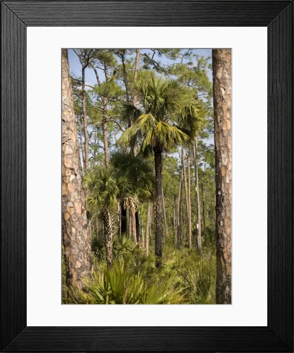 Framed Print : Cabbage Palm in slash pine (Pinus elliottii) woodland, everglades Framed Print : Cabbage Palm in slash pine (Pinus elliottii) woodland, everglades