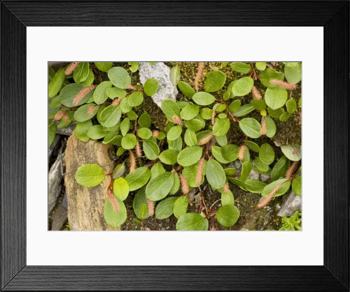Framed Print : Net-leaved willow Framed Print : Net-leaved willow