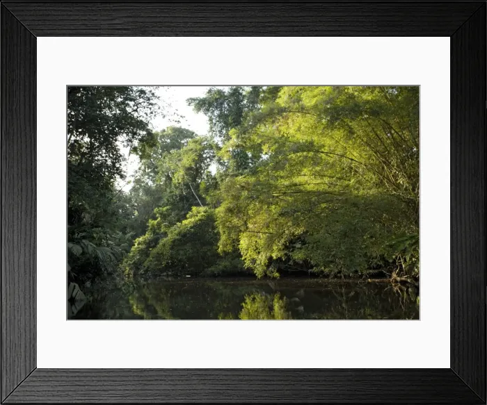 Framed Print : Canal in Tortuguero National Park, Caribbean coast of Costa Rica, overhung by raffia palms