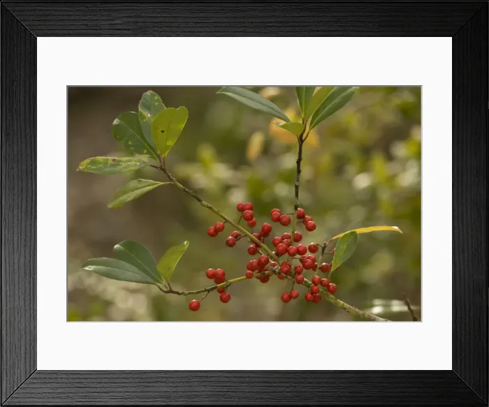 Framed Print : Dahoon holly with berries Framed Print : Dahoon holly with berries