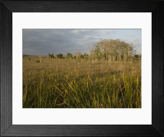 Framed Print : Everglades view, with swamp cypress, cabbage palm, and egrets, in Big Cypress National Preserve, USA Framed Print : Everglades view, with swamp cypress, cabbage palm, and egrets, in Big Cypress National Preserve, USA