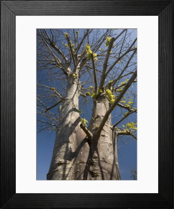Framed Print : Baobab tree, in cultivation. Africa