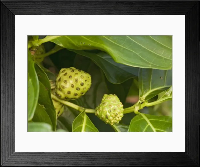 Framed Print : Noni / Indian mulberry. Medicinal for many purposes. Costa Rica Framed Print : Noni / Indian mulberry. Medicinal for many purposes. Costa Rica