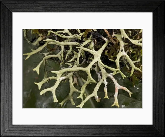 Framed Print : Lichen in high Costa Rican forest Framed Print : Lichen in high Costa Rican forest