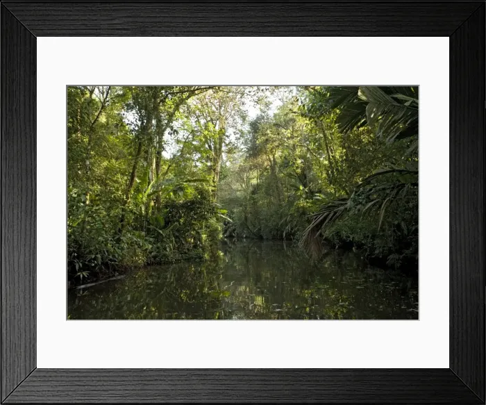 Framed Print : Canal in Tortuguero National Park, Caribbean coast of Costa Rica, overhung by raffia palms Framed Print : Canal in Tortuguero National Park, Caribbean coast of Costa Rica, overhung by raffia palms