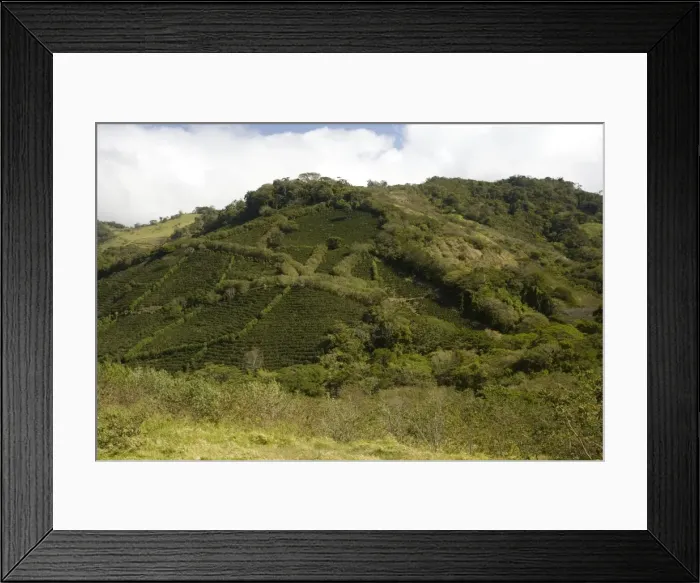 Framed Print : Environmentally-friendly coffee plantations in the mountains of central Costa Rica Framed Print : Environmentally-friendly coffee plantations in the mountains of central Costa Rica