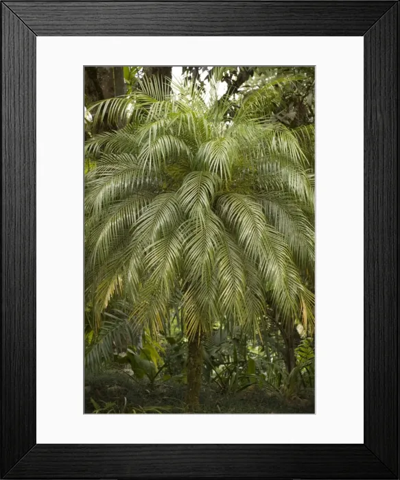 Framed Print : A tropical Palm Tree Framed Print : A tropical Palm Tree