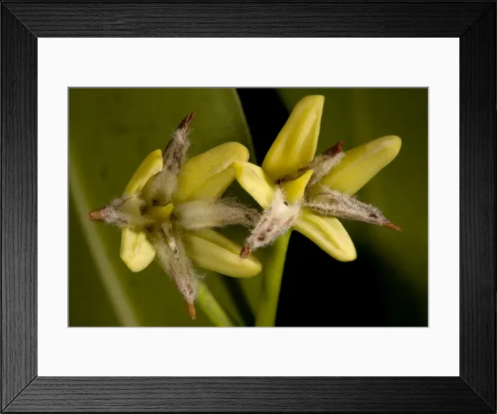 Framed Print : Red mangrove in flower. USA Framed Print : Red mangrove in flower. USA