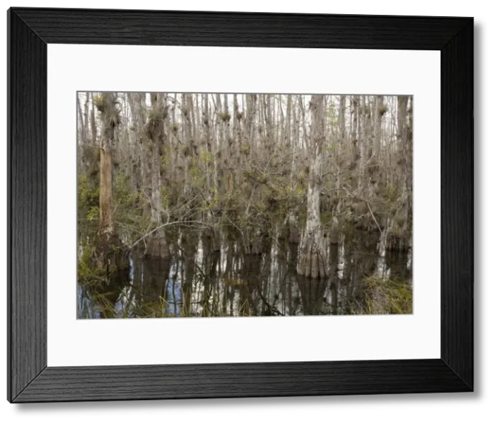 Framed Print : Swamp Cypress woodland in Big Cypress National Preserve, Everglades, Florida, USA. With abundant epiphytes, especially bromeliads Framed Print : Swamp Cypress woodland in Big Cypress National Preserve, Everglades, Florida, USA. With abundant epiphytes, especially bromeliads