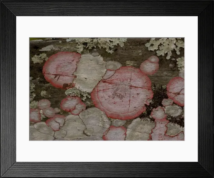Framed Print : Baton-rouge lichen on wood, Everglades. USA Framed Print : Baton-rouge lichen on wood, Everglades. USA
