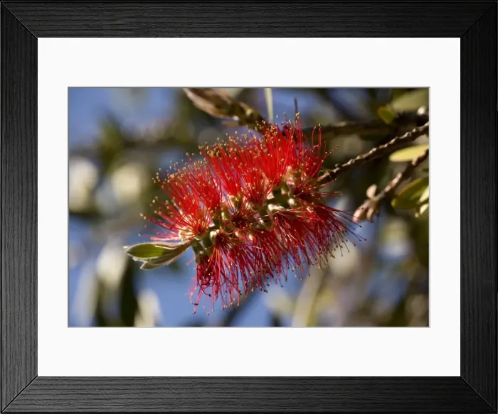Framed Print : Lemon bottlebrush in flower. USA Framed Print : Lemon bottlebrush in flower. USA