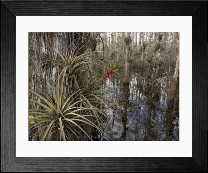 Framed Print : Cardinal Airplant, Florida bromeliad / Wild-pine. Attractive, large epiphytic bromeliad, also grown in gardens. Endangered by over-collection. USA Framed Print : Cardinal Airplant, Florida bromeliad / Wild-pine. Attractive, large epiphytic bromeliad, also grown in gardens. Endangered by over-collection. USA