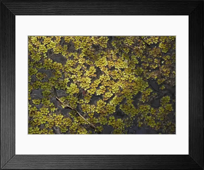 Framed Print : Common Salvinia. A floating water fern. Invasive in North America, originally from S. America. USA Framed Print : Common Salvinia. A floating water fern. Invasive in North America, originally from S. America. USA
