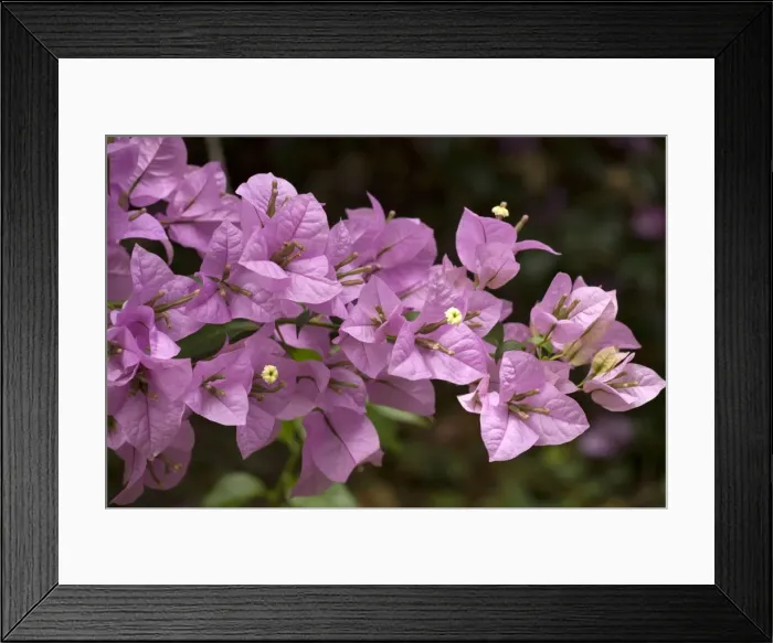 Framed Print : Bouganvillea spectabilis. Costa Rica Framed Print : Bouganvillea spectabilis. Costa Rica