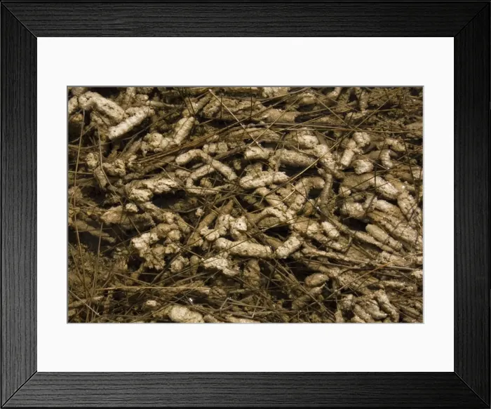 Framed Print : Periphyton algae floating on water surface; Everglades National Park, USA. Good indicators of clean water Framed Print : Periphyton algae floating on water surface; Everglades National Park, USA. Good indicators of clean water