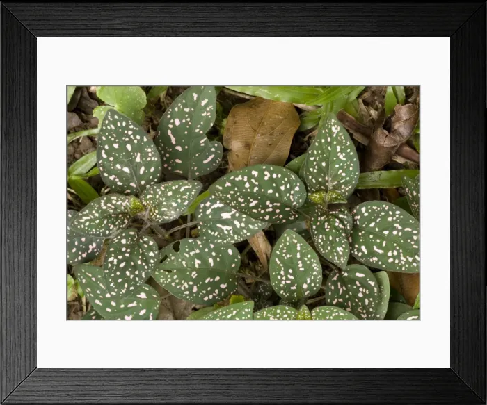 Framed Print : Pink polkadot plant  /  Freckle Face. Africa