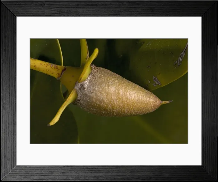 Framed Print : Red mangrove in fruit. This develops and germinates on the tree, then spears into the mud. USA Framed Print : Red mangrove in fruit. This develops and germinates on the tree, then spears into the mud. USA
