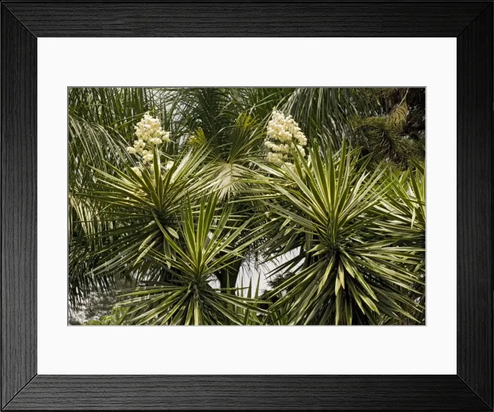 Framed Print : A Garden Yucca. Costa Rica Framed Print : A Garden Yucca. Costa Rica