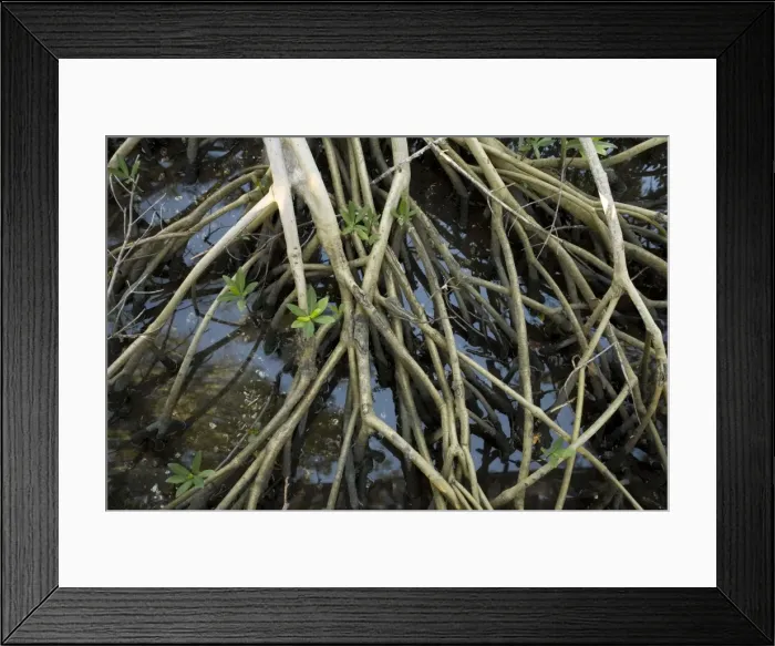 Framed Print : Red mangrove: stilt roots exposed at low tide, with seedlings growing up through them. USA Framed Print : Red mangrove: stilt roots exposed at low tide, with seedlings growing up through them. USA