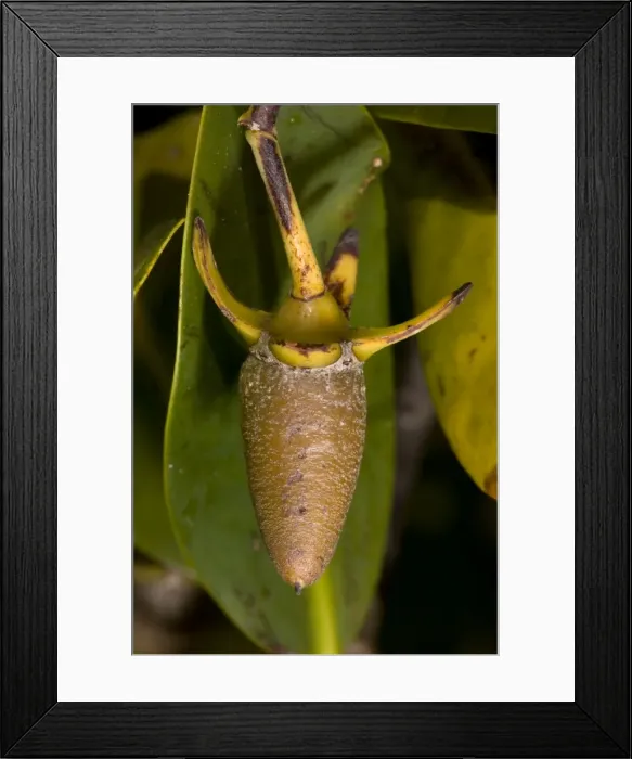 Framed Print : Red mangrove in fruit. This develops and germinates on the tree, then spears into the mud. USA Framed Print : Red mangrove in fruit. This develops and germinates on the tree, then spears into the mud. USA