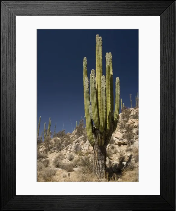 Framed Print : Cardon cactus in the cactus-rich part of the Sonoran desert on the west side of Baja California; largest cactus in the world Framed Print : Cardon cactus in the cactus-rich part of the Sonoran desert on the west side of Baja California; largest cactus in the world