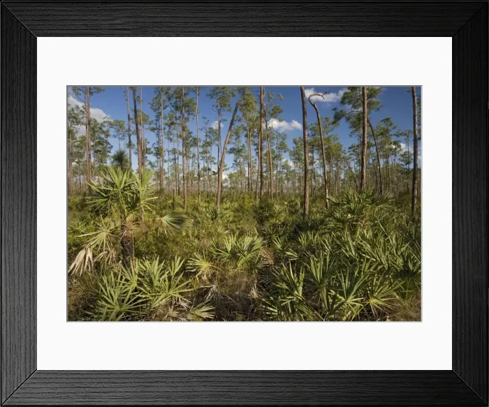 Framed Print : Slash pine (Pinus elliottii) and saw-palmetto woodland, in the Everglades National Park USA Framed Print : Slash pine (Pinus elliottii) and saw-palmetto woodland, in the Everglades National Park USA
