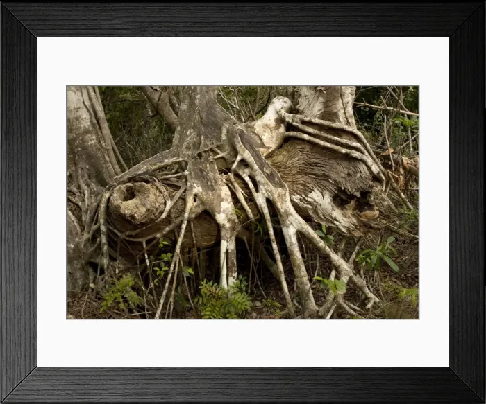 Framed Print : Old strangler fig, with aerial roots. USA Framed Print : Old strangler fig, with aerial roots. USA