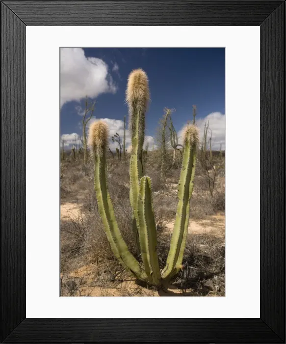 Framed Print : Old man cactus, or Senita, in the cactus-rich part of the Sonoran desert on the west side of Baja California Framed Print : Old man cactus, or Senita, in the cactus-rich part of the Sonoran desert on the west side of Baja California