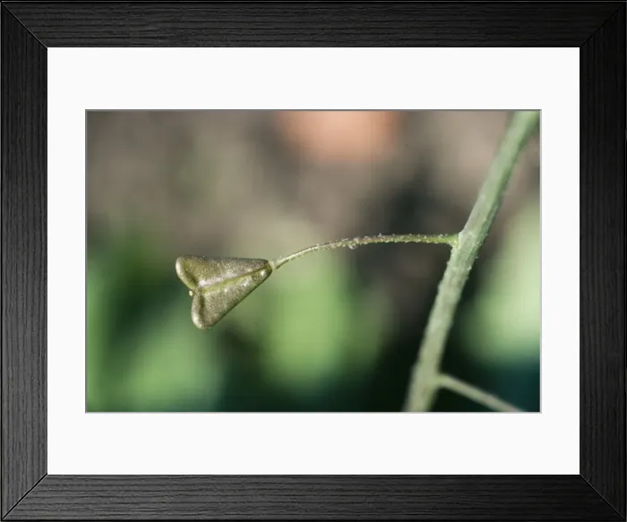 Framed Print : Shepherd's Purse ROG 1220 Seed capsule of Shepherd's Purse flower Capsula bursa - pastoris © Bob Gibbons / ARDEA LONDON Framed Print : Shepherd's Purse ROG 1220 Seed capsule of Shepherd's Purse flower Capsula bursa - pastoris © Bob Gibbons / ARDEA LONDON