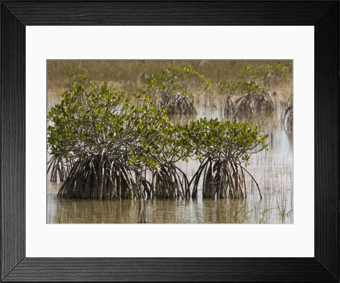 Framed Print : Red mangroves, with stilt roots. USA Framed Print : Red mangroves, with stilt roots. USA