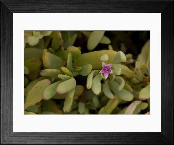 Framed Print : Sea purslane Framed Print : Sea purslane