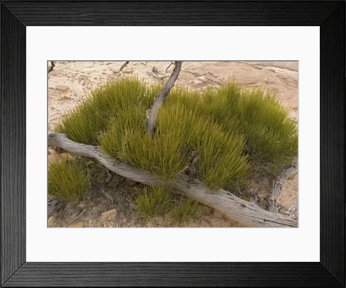 Framed Print : Mormon tea - one of the joint pines, used to make a soothing tea