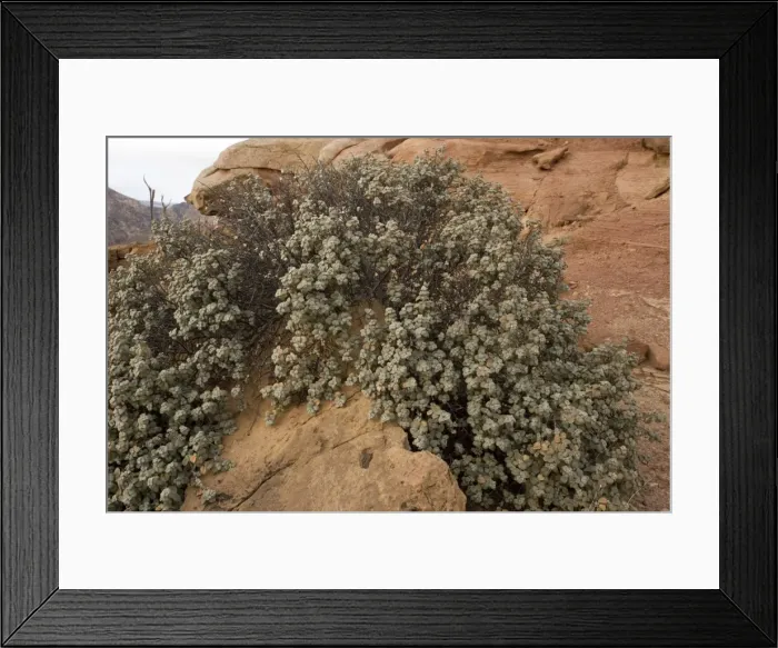 Framed Print : Round-leaved buffaloberry in Capitol Reef National Park Framed Print : Round-leaved buffaloberry in Capitol Reef National Park