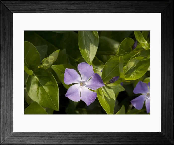Framed Print : Greater periwinkle, Vinca major. Garden plant Framed Print : Greater periwinkle, Vinca major. Garden plant