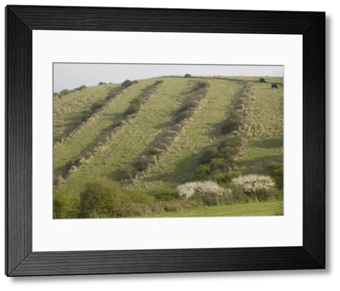 Framed Print : Medieval lynchets on limestone downland. Old cultivation terraces, near Worth Matravers, Dorset Framed Print : Medieval lynchets on limestone downland. Old cultivation terraces, near Worth Matravers, Dorset