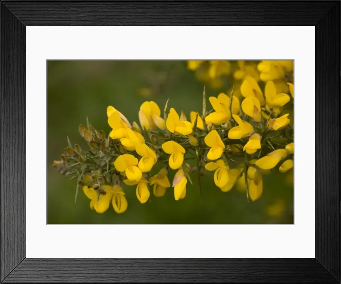 Framed Print : Common gorse (Ulex europaeus), in flower, Dorset Framed Print : Common gorse (Ulex europaeus), in flower, Dorset