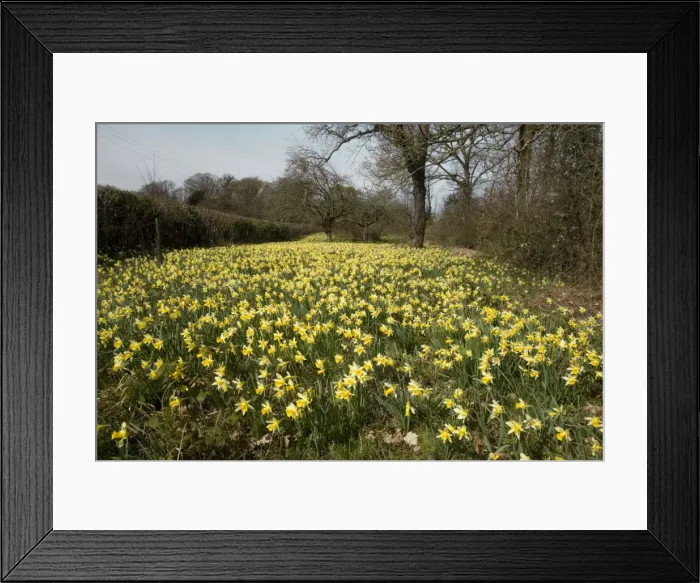 Framed Print : Wild daffodils (Narcissus pseudonarcissus) in huge quantity in old fields near Dymock in Gloucestershire. Gwen & Vera's fields nature reserve, Gloucs Wildlife Trust. The Pleck field Framed Print : Wild daffodils (Narcissus pseudonarcissus) in huge quantity in old fields near Dymock in Gloucestershire. Gwen & Vera's fields nature reserve, Gloucs Wildlife Trust. The Pleck field