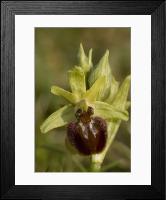 Framed Print : Early spider orchid (Ophrys sphegodes), growing on the Dorset coast Framed Print : Early spider orchid (Ophrys sphegodes), growing on the Dorset coast