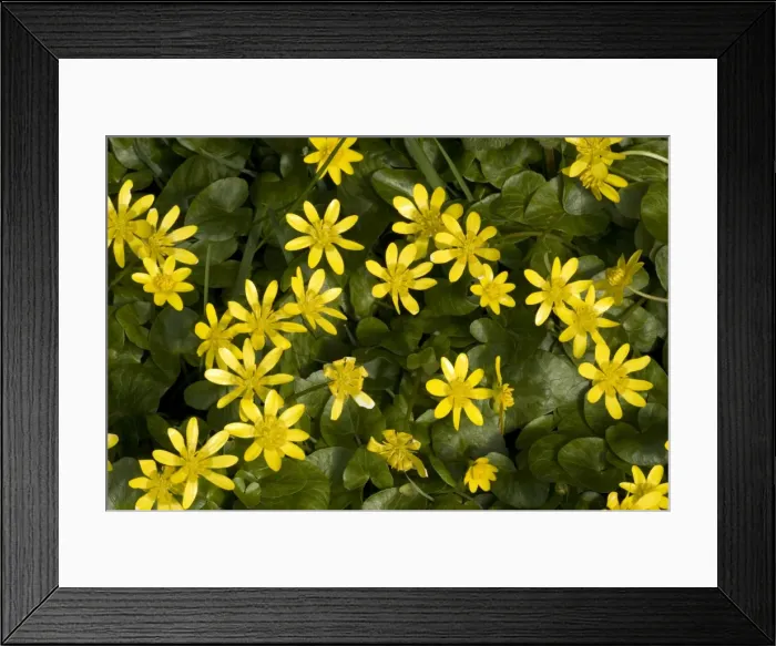 Framed Print : Lesser celandines in flower; Ranunculus ficaria Framed Print : Lesser celandines in flower; Ranunculus ficaria