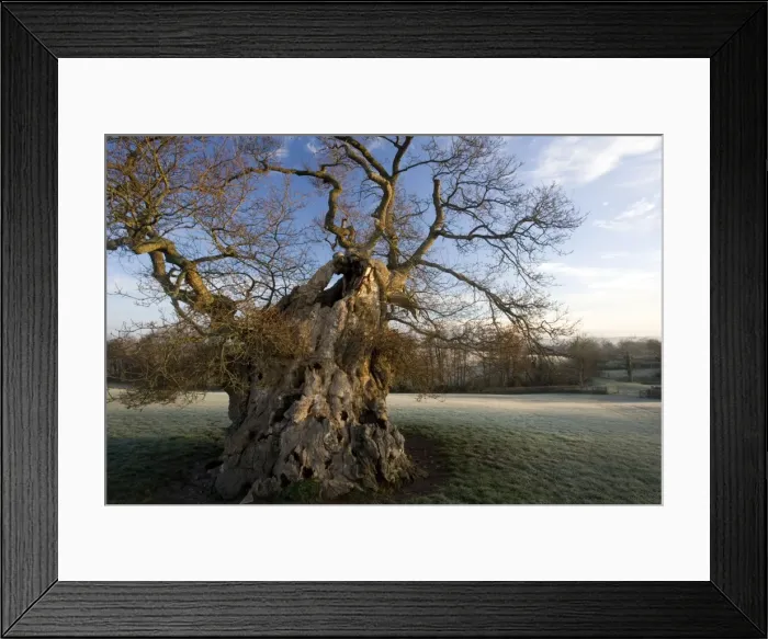 Framed Print : Judge Wyndham's Oak at Silton, North Dorset on a frosty winter dawn. Quercus robur. Dorset Framed Print : Judge Wyndham's Oak at Silton, North Dorset on a frosty winter dawn. Quercus robur. Dorset