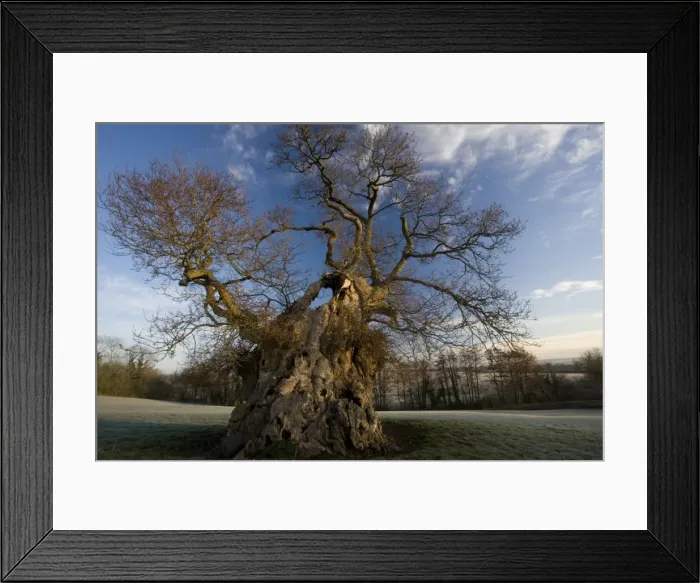 Framed Print : Judge Wyndham's Oak at Silton, North Dorset on a frosty winter dawn. Quercus robur. Dorset Framed Print : Judge Wyndham's Oak at Silton, North Dorset on a frosty winter dawn. Quercus robur. Dorset